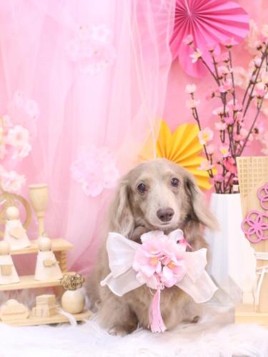 20250328ぺこちゃん